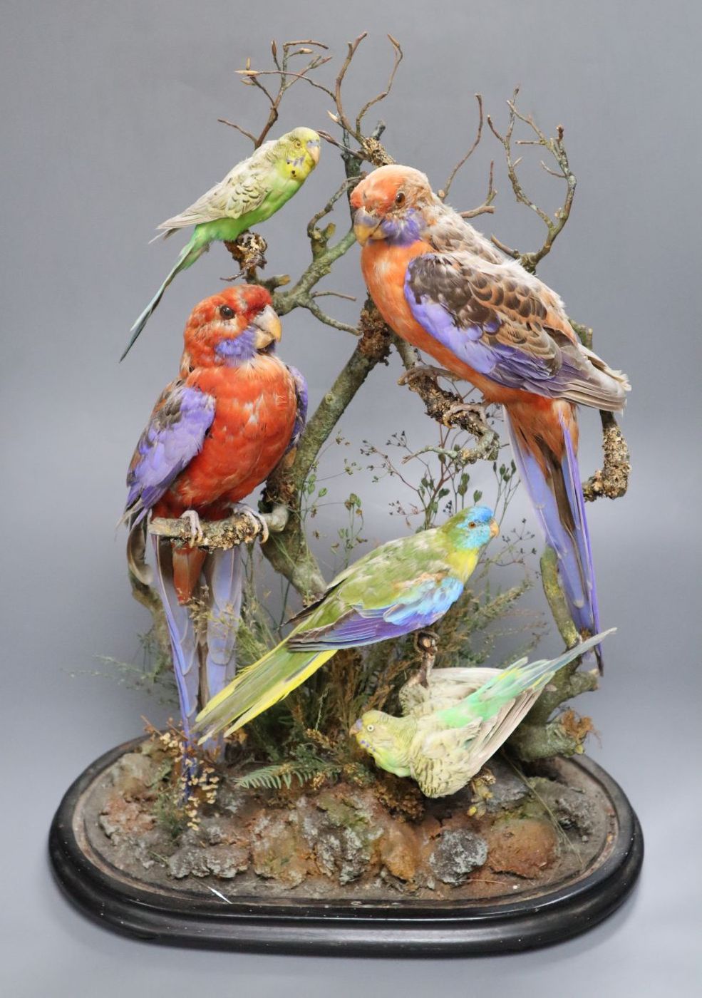 Henry Ward (1812-78) - A Victorian taxidermic group of five birds, attached makers label within, Oxford Street, London, under glass do